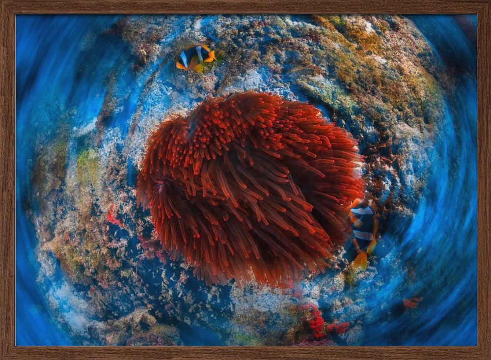 Red anemonfish Poster