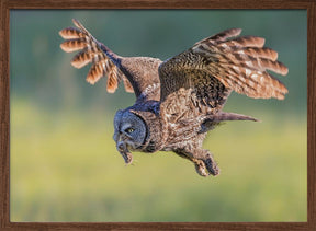 Great Grey Owl Poster