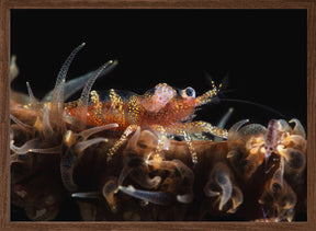 Zanzibar whip coral shrimp Poster