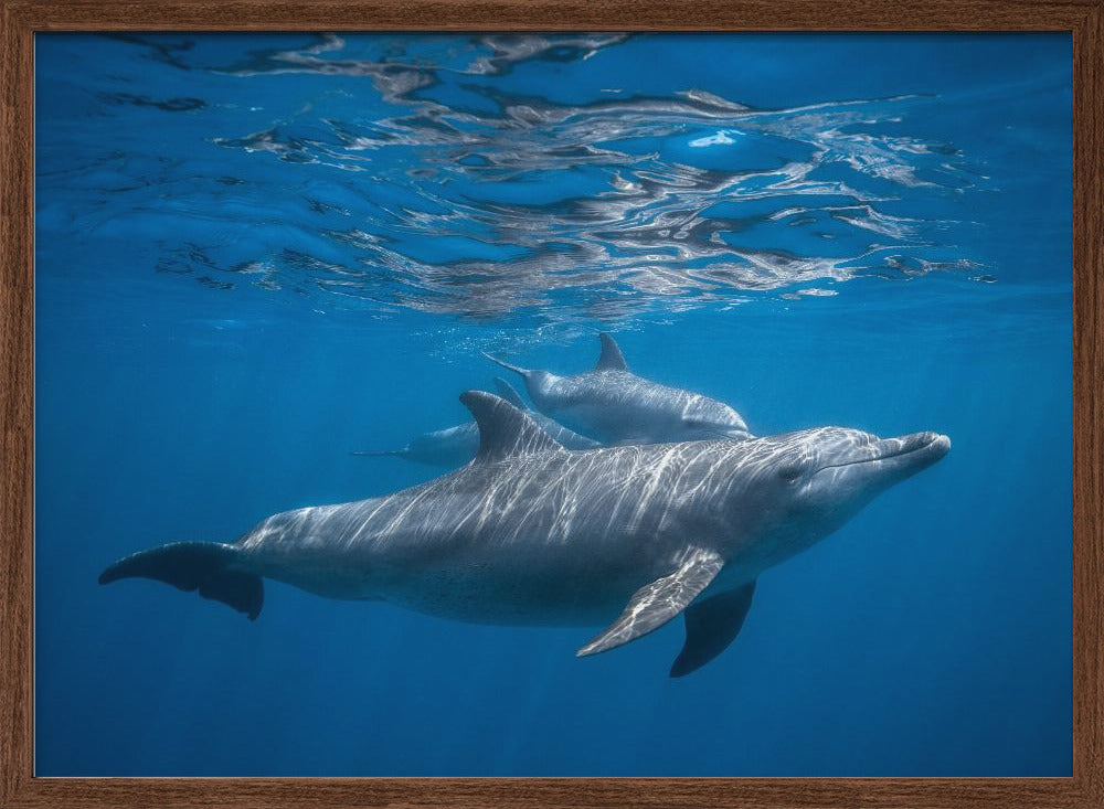 Pod of dolphin Poster