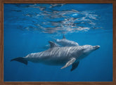 Pod of dolphin Poster