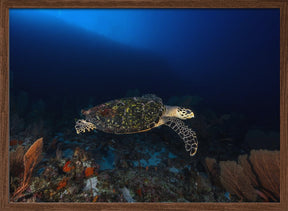 Hawksbill Turtle Poster