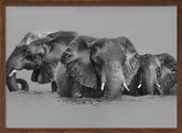 Elephant Crossing The River Poster