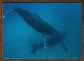 Humpback whales Poster