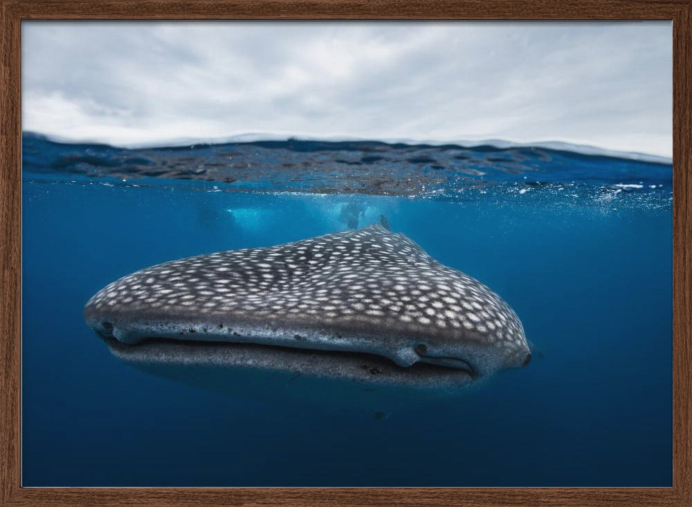 Whale Shark in split level Poster