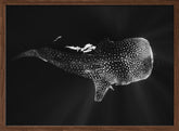 Black and Whale Shark Poster