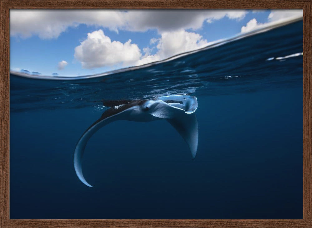 Little Manta ray Poster