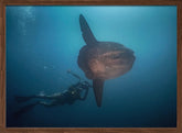 Mola Mola hunter Poster