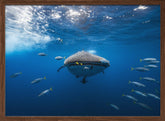 Whale shark escorted by a school of bonito Poster