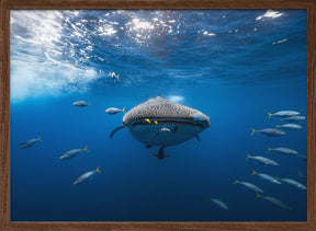 Whale shark escorted by a school of bonito Poster