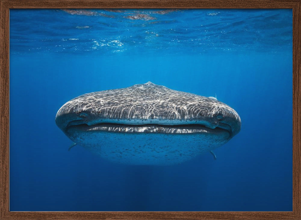 Face to Face with a whale shark Poster