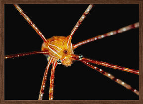 Spider squat lobster Poster