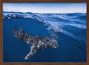 Whale Shark on split level Poster