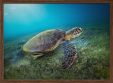 Green turtle Poster