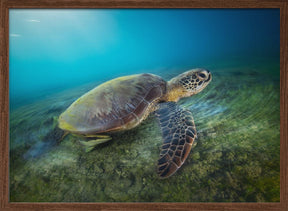 Green turtle Poster