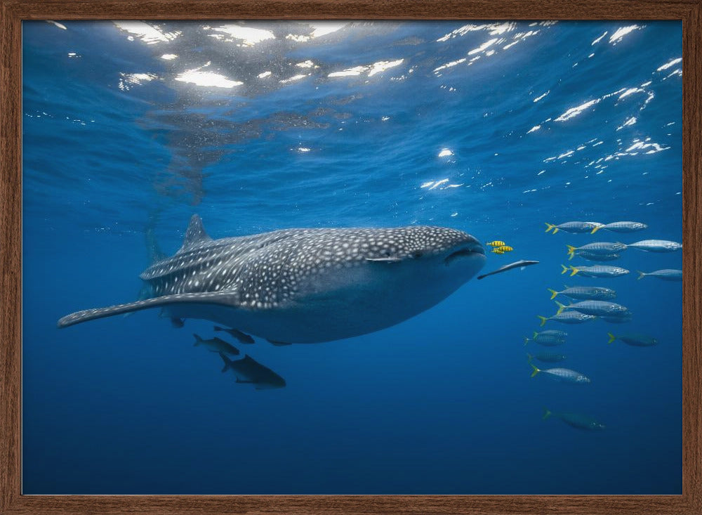 Tuna Shoal and whale shark Poster