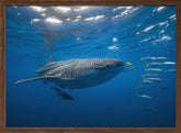 Tuna Shoal and whale shark Poster