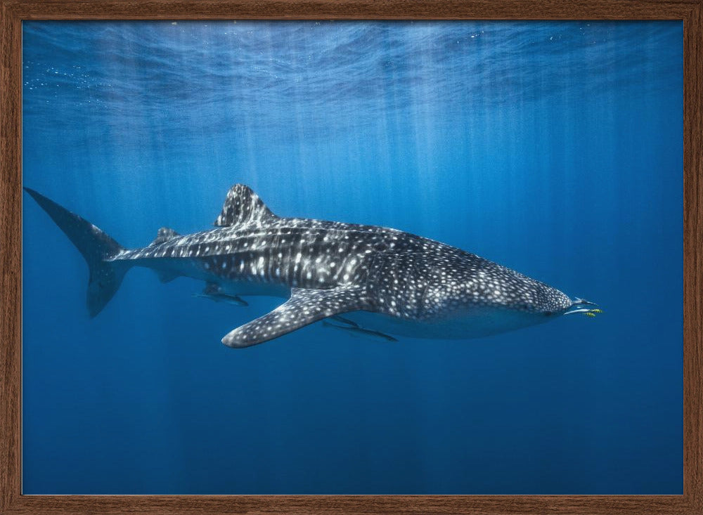 Whale shark in the blue Poster