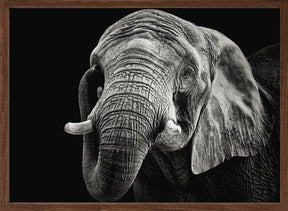 African Elephant Poster