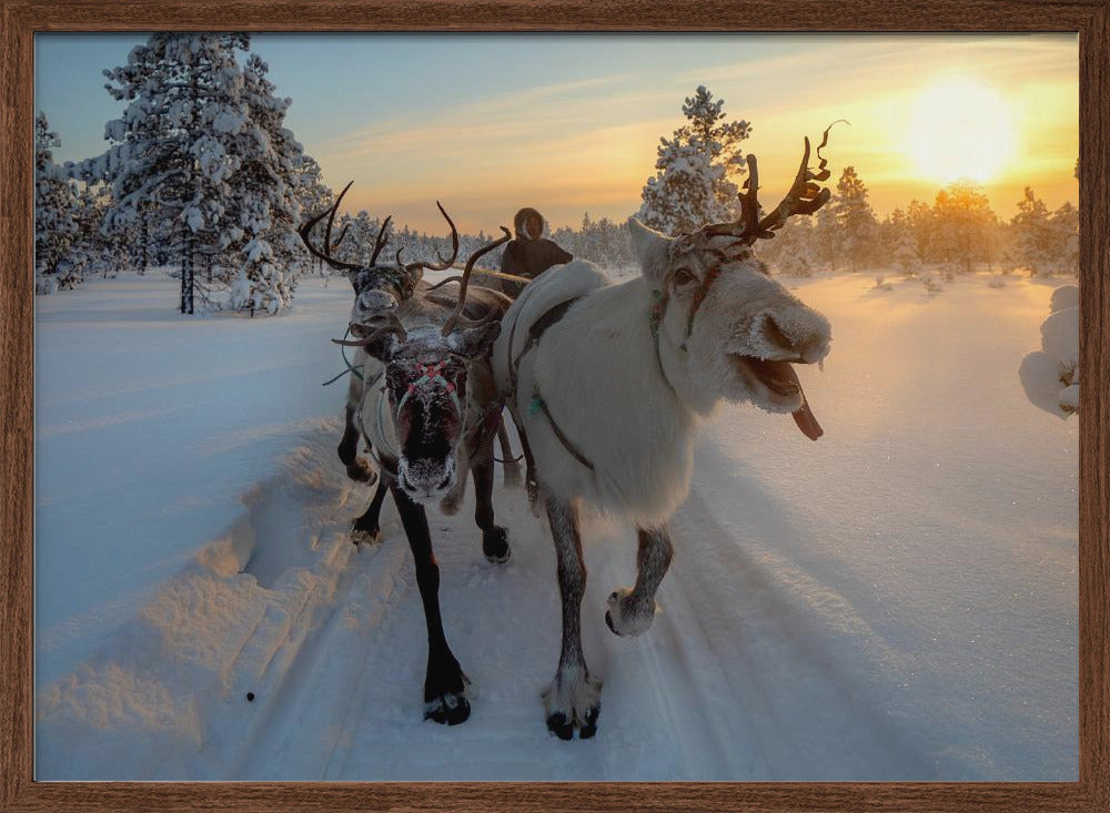 The morning drive to the herd Poster