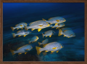 Oriental sweetlips Poster