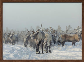 Reindeers Poster