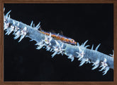 Whip coral  and its goby of the mesophotic zone Poster