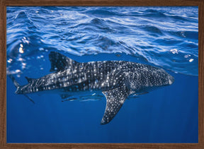 Whale shark : The biggest fish of the world Poster