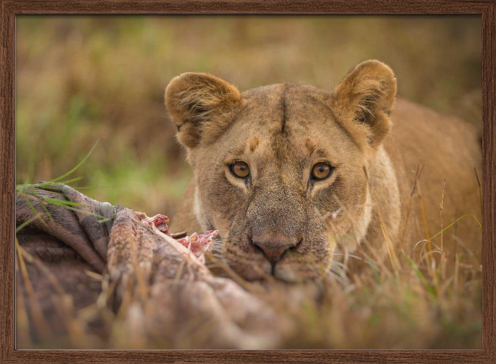 MARA LIONESS Poster