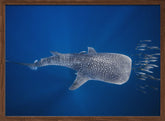 Whale shark and Tuna shoal Poster