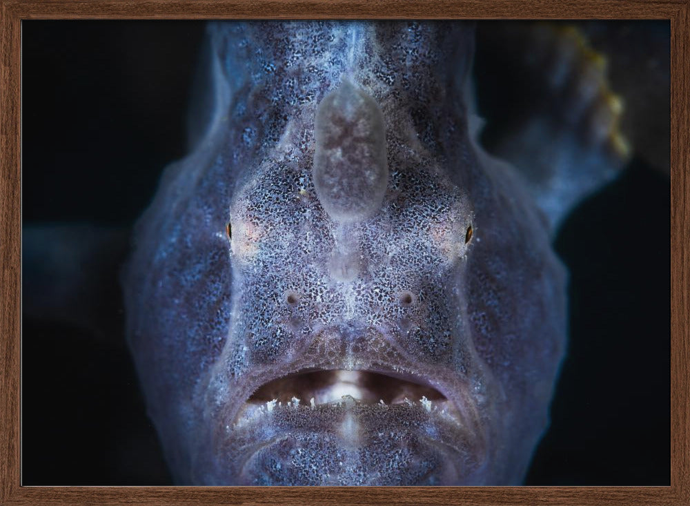 Close up : Frogfish Poster