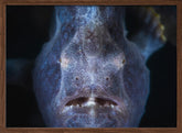 Close up : Frogfish Poster