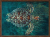 Green Turtle Poster