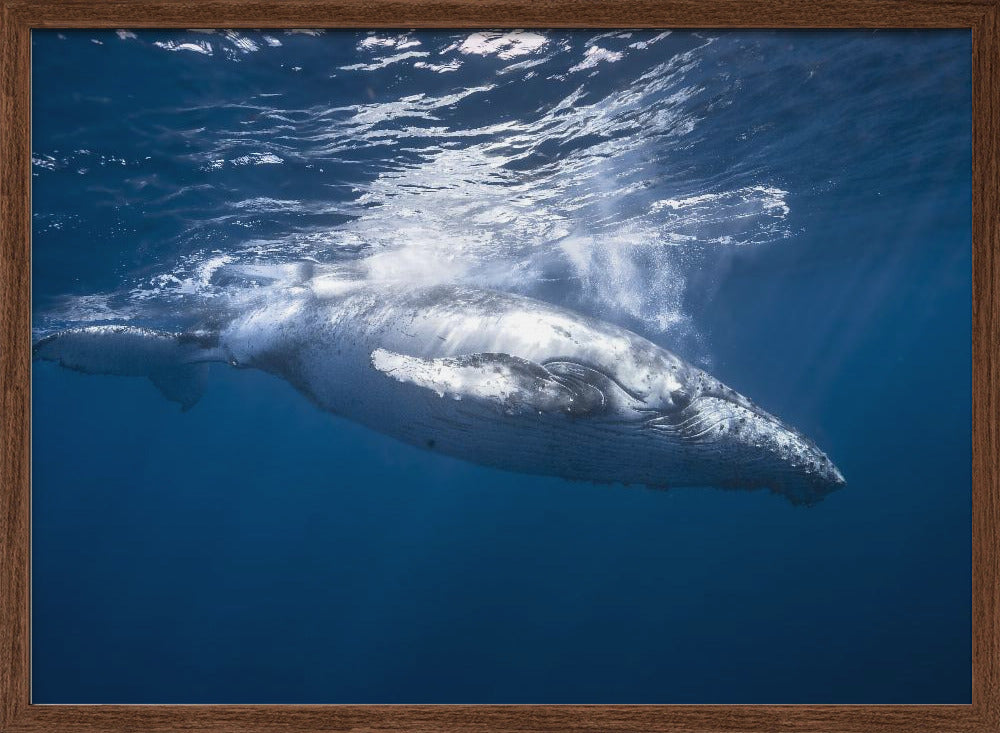 Humpback whale of Réunion Island Poster