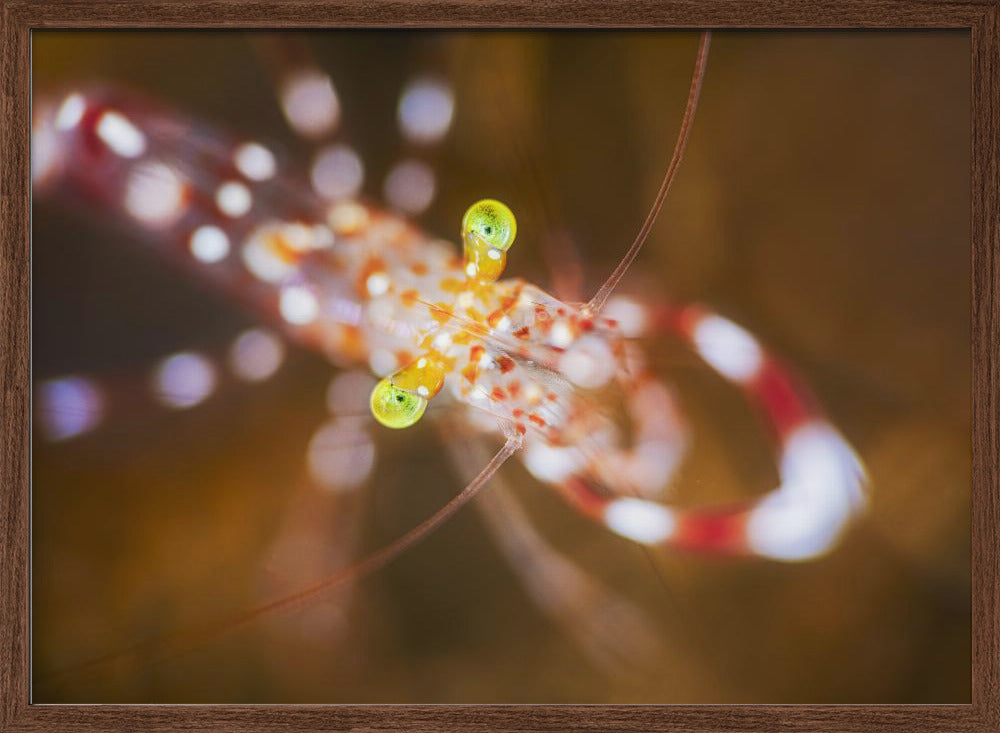 Close up : Anton Bruun cleaner shrimp Poster