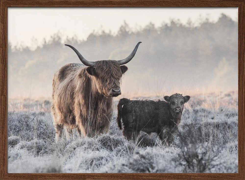 Highlander and Calf Poster