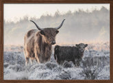 Highlander and Calf Poster