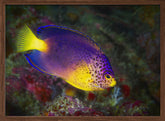 Blue Mauritius angelfish Poster