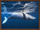 On the surface of the water: a humpback whale Poster