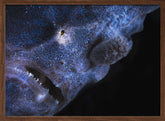 Frogfish Poster