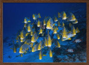 Oriental Sweetlips Poster