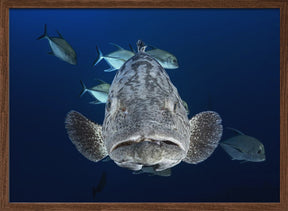 Face to face with a potato grouper Poster