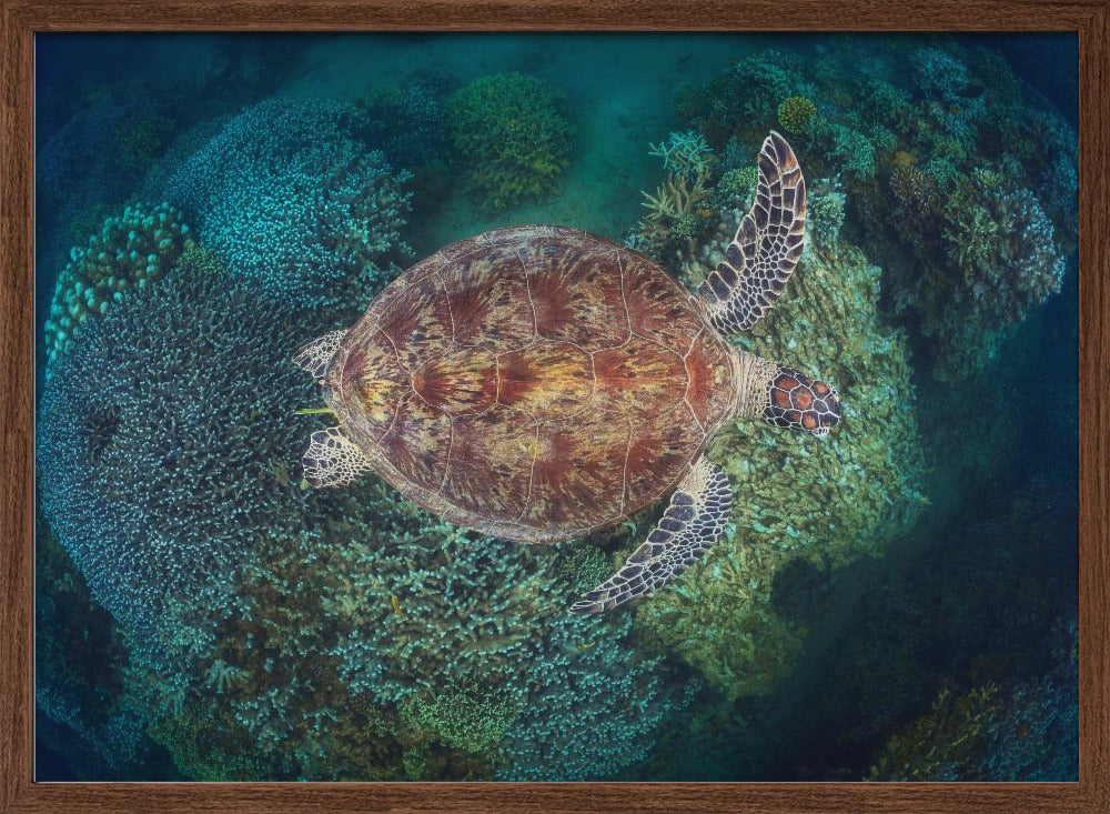 N'Gouja Reef Poster