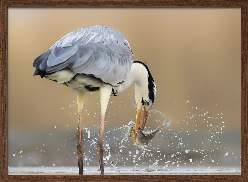 Morning Catch Poster