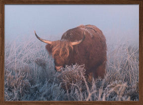 HIghlander in cold Sunrise. Poster