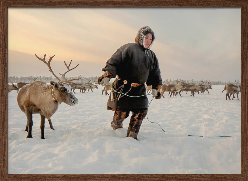 Nenet and reindeer Poster