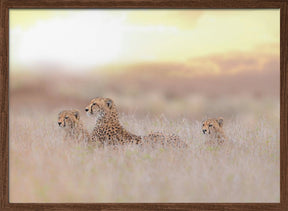 Cheetah Family Poster