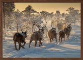 Reindeers hunting Poster