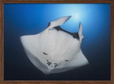 Océanic Manta Ray Poster