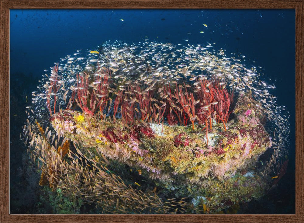 Reefscape of Tachai Pinnacle Poster